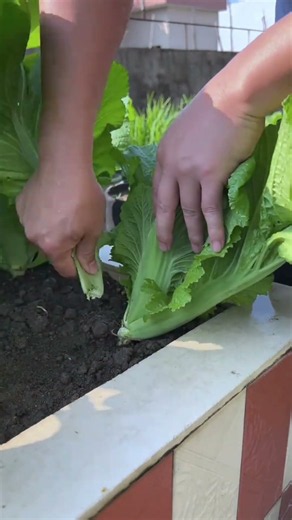 Harvesting Broad Leaf Mustard