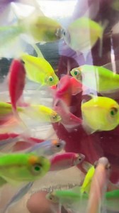 27K views · 592 reactions | Light up your aquarium with the dazzling beauty of Glow Tetras! Add a splash of vibrant color and life to your tank with our Special Glow Tetra Offer – these tiny gems will keep your underwater world glowing with charm, activity, and joy, all at an amazing price you can’t resist! ✨ | Royal Aquarium & Pet Accessories | Facebook