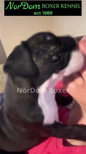 She said she loves me… but I’m not sure my nose believes it! | Nordom German Boxers Kennel