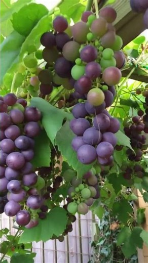 Perfect purple grapes ready to harvest #farming #grapes