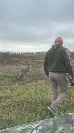 Man Rescues Deer Tangled in Fence || ViralHog