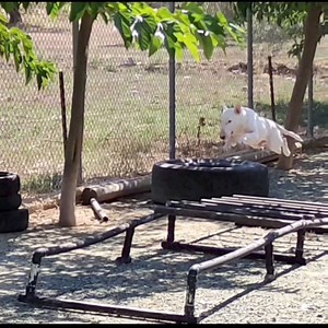 Bull Terrier puppies training and explaining #dogtraining #bullterrier #bullterrierpuppy | Working Bull Terriers Kennel