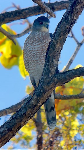 Today’s morning highlight with coffee, a stunning adult male Cooper’s Hawk looking for breakfast. Cooper’s feed primarily on birds and he was undoubtedly hoping to ambush one of the many doves that frequent my backyard. I captured this guy through the tiny Kowa #PROMINAR TSN-55A compact spotting scope with my iPhone and the Phone Skope carbon pro adapter kit. #kowascoping #yardbird #backyardbirding #wildlifephotography #coopershawk #hawk #raptor #birdofprey #digiscoping #digiscoped #bird #birder