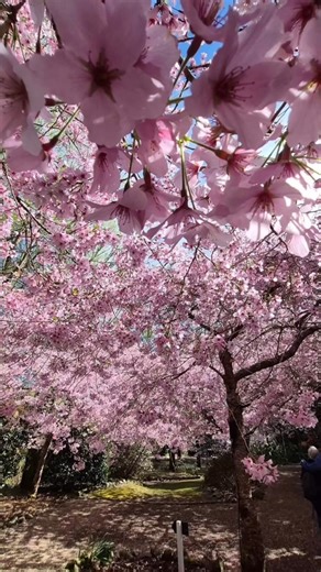 🌸✨ Magical Cherry Blossoms at Hamilton Gardens 🌸🌈 | New Zealand 🇳🇿
