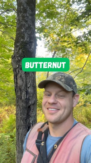 Ethan Tapper on Instagram: "Everything that I know about butternut trees (aka “white walnut”) in 90 seconds. (For this one I do have to admit that I do know a few more things but this is all I could fit) #tree #trees #treesofinstagram #treestagram #plant #plants #plantsofig #plantsofinstagram #plantstagram #nature #wild #woods #forest #outdoor #outdoors #ecology #ecosystem #forester #love"