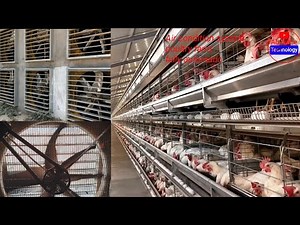 Layer poultry farming business | full automatic layer poultry farm | battery cage | Egg production.