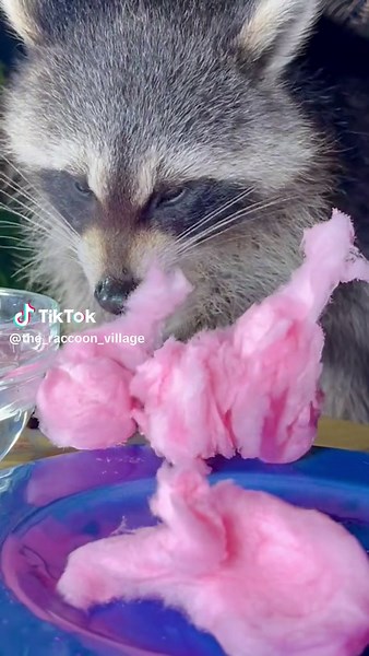 #raccoonsoftiktok #raccoons #raccoon #fyp Wild raccoon eats cotton candy
