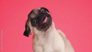 cute small fawn pug puppy being hungry and licking transparent glass in front of red background in studio
