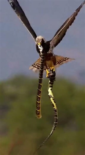 Eagle Catches Fish 😱 | Brutal River Hunt | Predator Birds World #birdsofprey #wildlife #birds