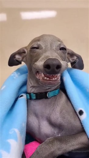 When dog woke up from anesthesia🐶🤣🤣#dog#funny#funnyanimals#funnypets#animals #dogsofttiktok #pet #foryou #longervideos