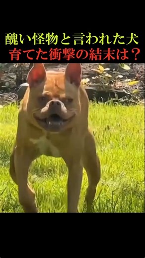 醜い怪物から感動の存在へ - 犬の成長物語