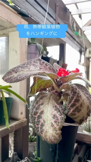 雨、熱帯アメリカ原産の観葉植物をハンギング化してみた #shorts #熱帯植物 #観葉植物 #ハンギング #diy