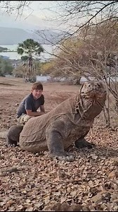 If a Komodo dragon attacks you 😪