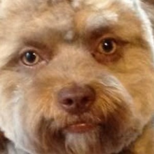 ‘I can’t stop staring’: Everyone is freaking out about this dog with a human face