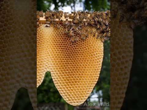 Bee Sounds (for Mika)