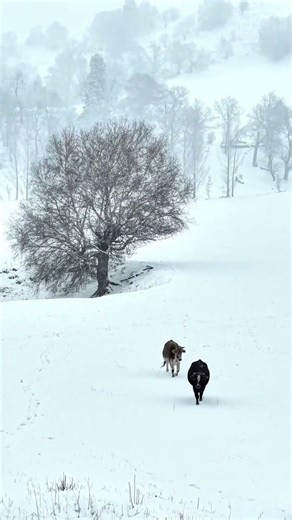 Winter Wonder ❄️ | Peaceful Snowfall in Nature 🌲