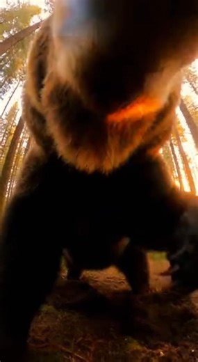 Camera Captures BRUTAL Bear Attack Up Close! (AI) | Bored Panda Animals