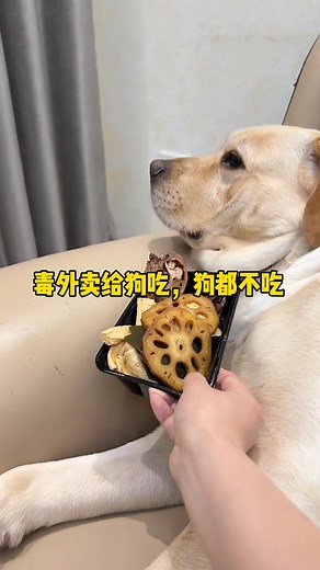 Guide to Identifying Poisonous Takeout Orders #cute #cat #love #doglife #puppy #dogs #pet #dog #puppies #pets #puppylove #doglover #doglovers | Annie