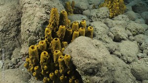 sponges underwater Mediterranean sea ocean scenery of sea habitat Aplysina cavernicola