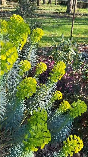 Euphorbia characias + Erica darleyensis 'Winter Belles Lucie' (bruyère d'hiver 'Lucie')