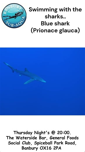 Blue Shark (Prionace Galauca)