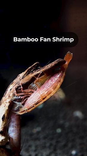 FACT! Don't be surprised if you catch your Bamboo Shrimp hanging out where the heaviest water flow is in your aquarium to put these claspers to work either! Learn more about Bamboo Shrimp here: https://bit.ly/3S6ns01 | Flip Aquatics