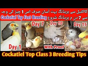 Cockatiel Top 5 Breeding Tips 2025 l Cockatiel Life time Breeding Formula, Cockatiel Breeding 3 Days