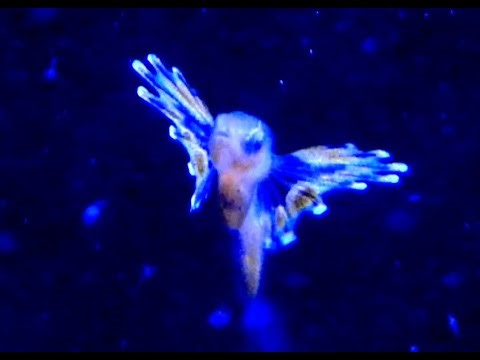 MARINE LIFE for KIDS / STRESS FREE / BABIES, TODDLERS, PRESCHOOL, K-3 / EDUCATIONAL KID VIDEO