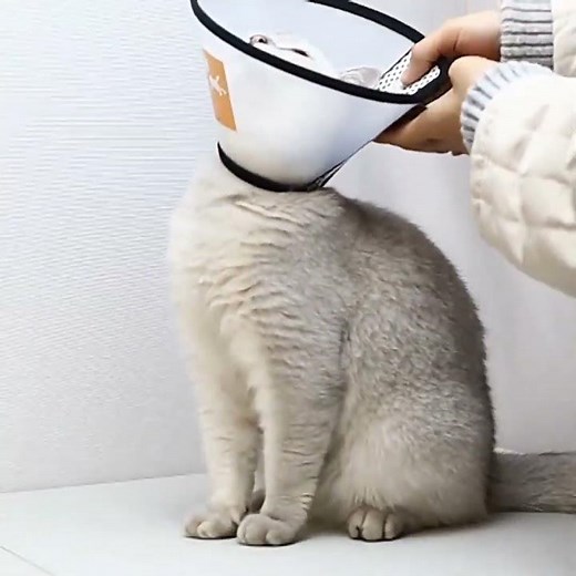 Pet Recovery Collars & Cones for Dogs and Cats After Surgery Adjustable Elizabeth E-Collar