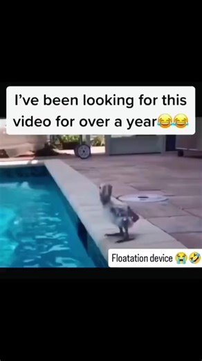 #bird#pool#voiceover#floatationdevice