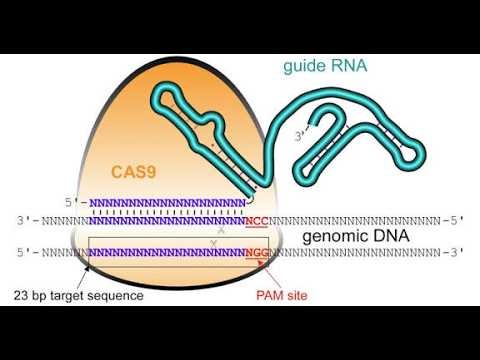 gRNAs or Guide RNAs; Tell molecular scissors like Cas9 exactly where to cut