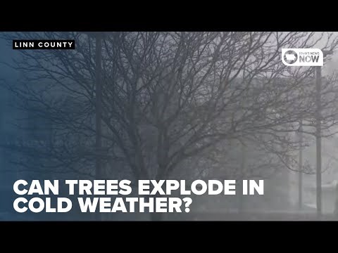 Can trees explode in cold weather?