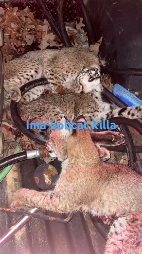 Got a jack rabbit and bobcats