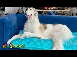 The National Dog Show's bougie Borzoi | NBC Sports