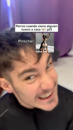 Feliz Domingo de perros❤️🐶 #humorperros #humorviral #humormascotas #perrosderisa #memesdeperros