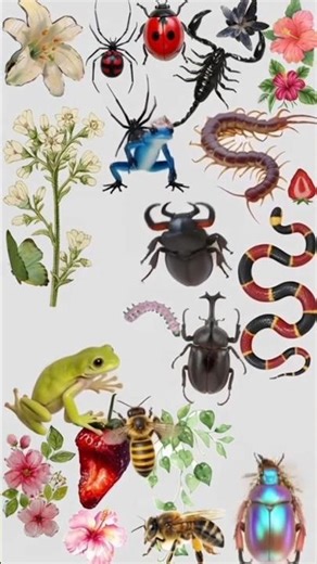 Insects Collection at One Place #shortsfeed #shorts #rareinsects #insectworld #spider