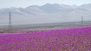 El manto morado en el desierto más seco del mundo: está en Sudamérica y solo se repite cada cinco años