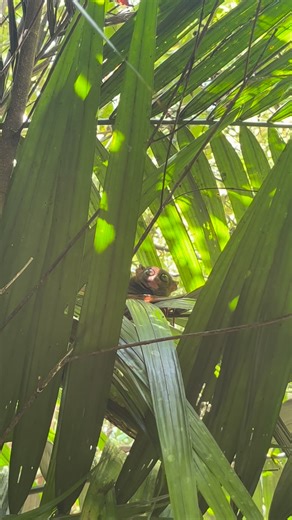 15 reactions | Discover the gentle beauty of the Philippine Tarsier in its natural habitat. Only here at the Philippine Tarsier Foundation, Inc., Canapnapan, Corella, Bohol.  #tarsier #Bohol #sustainabletourism | Philippine Tarsier Foundation, Inc | Facebook