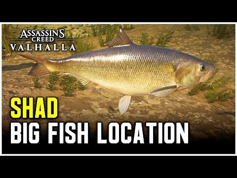 Assassin's Creed Valhalla - Big Shad Location