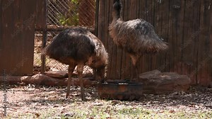 Giant flightless native Australian emu living in the zoo.