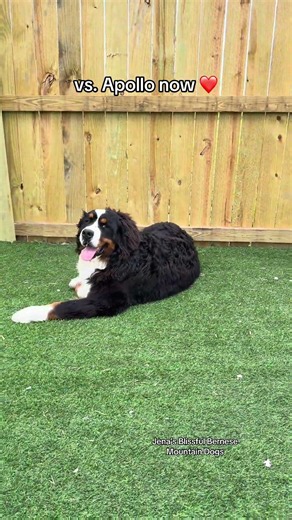 He’s grown & opened up so much to us ❤️🐶 #bernesemountaindog #bernesepuppy #puppy