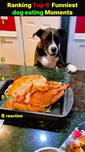Ranking Top 6 Funniest Dog Eating Moments #dogeating #funnypets #dogvideos