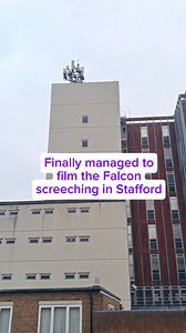 69K views · 433 reactions | I know it's nature, but this falcon screeching goes right through me! | The Staffordshire Spotter | Facebook