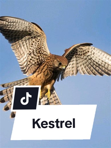 Kestrel: The Hover Master of the Skies