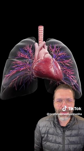 O Coração: Descubra sua Localização Surpreendente