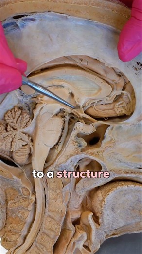 76K views · 1.8K reactions | What Happens During an Adrenaline Rush?...