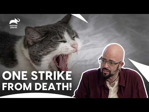 The Bloodthirsty Cat Holding Her Owner Hostage | My Cat From Hell S6 E1 | Animal Planet India