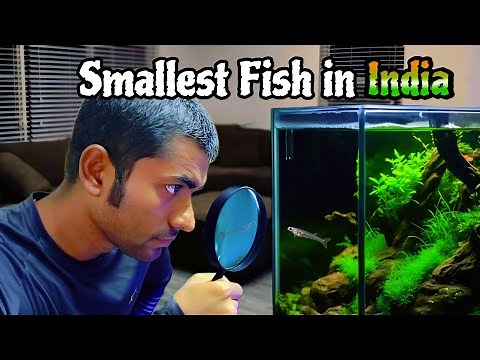 Transform Your Tank with These Incredible Indian Native Fish Species!