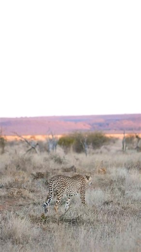 30K views · 928 reactions | Watch this magnificent cheetah grace the plains of Africa at sunset. As beautiful as a scene from Lion King  #cheetahprint #safarilife #SafariDreams #cheetahconservation | All Out Safaris | Facebook