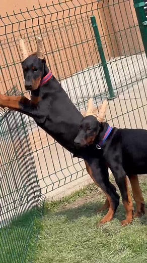 💪🏼💪🏼 Males, 4 months old! #puppies #foryou #doglove #dog #dogtok #dogsoftiktok #doberman #dobermanpuppys #puppylove #viral #fyp #puppy #dobermann #dobermans #puups #dogs #kennel #dobermanpuppy